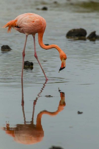 Ecuador, Galapagos NP Wading greater flamingo
